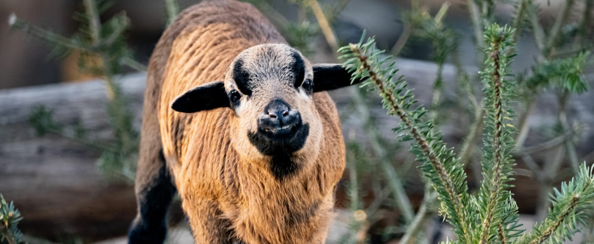 Kamerunschaf im alten Streichelgehege.