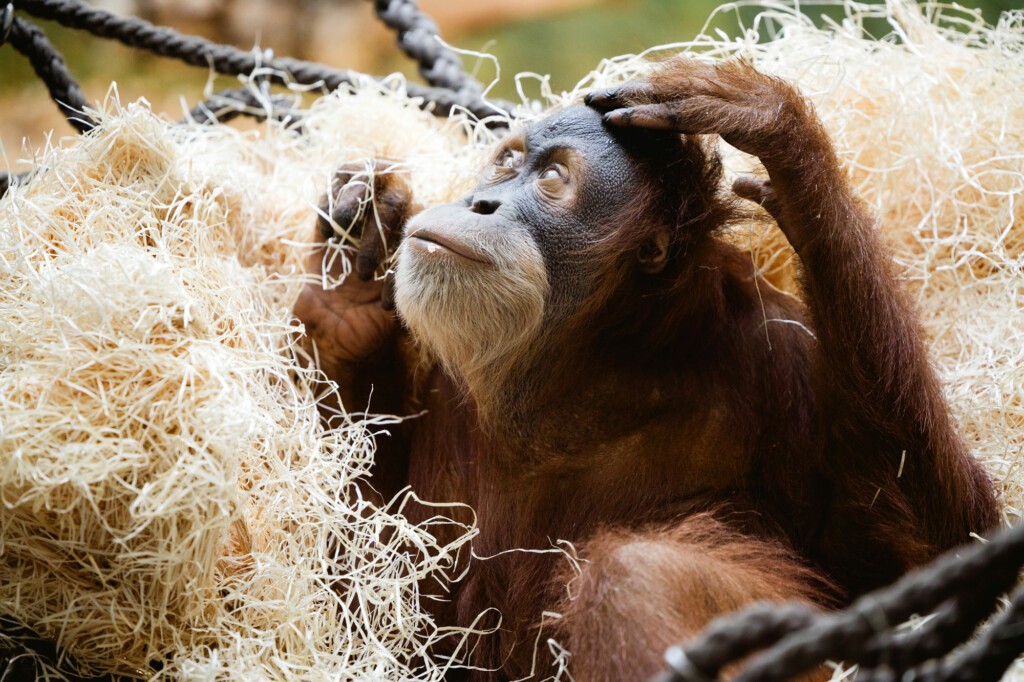 Orang-Utan Dalai in einer Nestschaukel. (Foto: Zoo Dresden.) Orang-Utan Dalai in einer Nestschaukel.