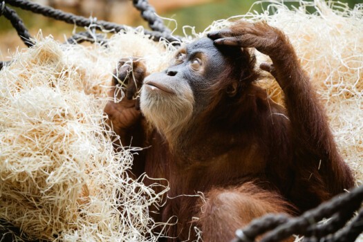 Orang-Utan Dalai in einer Nestschaukel.