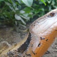 Riesenblauzungenskink