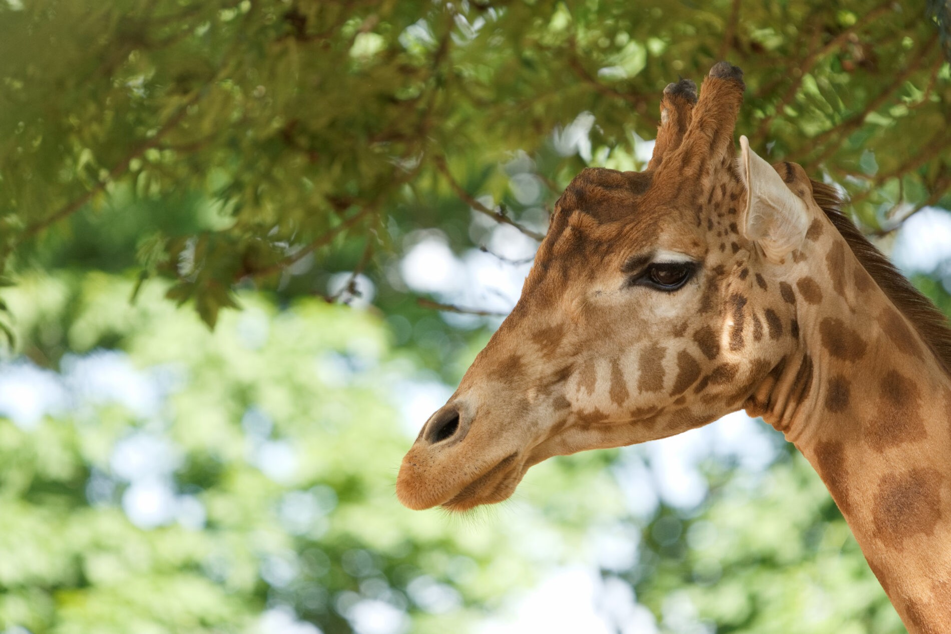 Giraffe - Foto_Zoo Dresden_Mike Wolf Giraffe