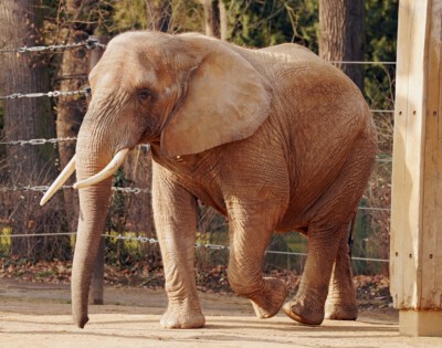 Elefant