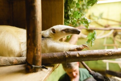 Tamandua