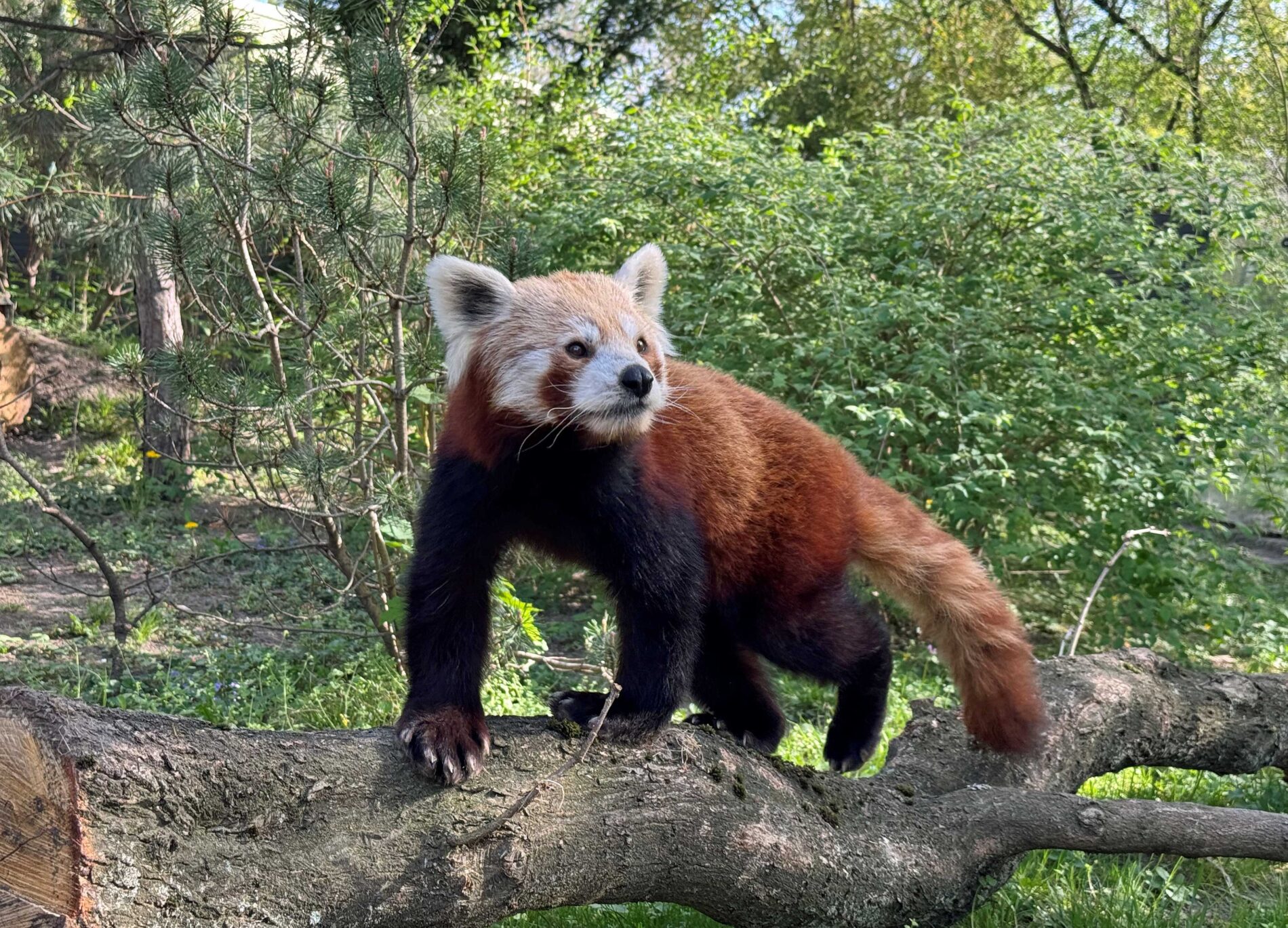 Roter Panda Aki