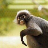 Brillenlangur