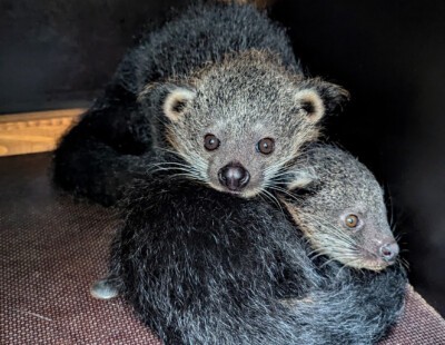 Binturong-Nachwuchs