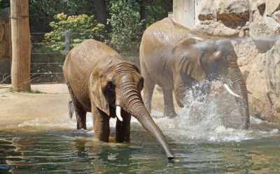 Elefanten baden im Zoo Dresden. (Foto: Zoo Dresden) Elefanten baden im Zoo Dresden.