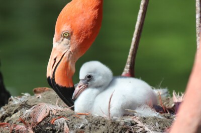 Kubaflamingo-Küken im Nest (Foto: Thorsten Eckert (DDV Media)) Kubaflamingo-Küken im Nest
