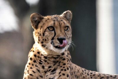 Gepard (Foto: Illuminationdesign) Gepard