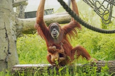 Orang-Utan Daisy in der Außenanlage. (Foto: Zoo Dresden) Orang-Utan Daisy in der Außenanlage.