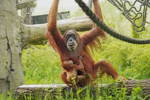Orang-Utan Daisy in der Außenanlage.