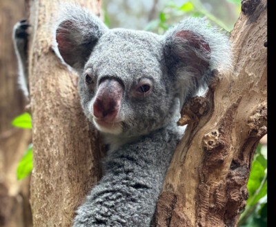 Koalaweibchen Mandie aus dem Zoo Leipzig