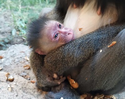 Mandrill Jungtier Hasani