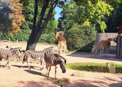 Giraffen- und Zebraanlage im Zoo Dresden