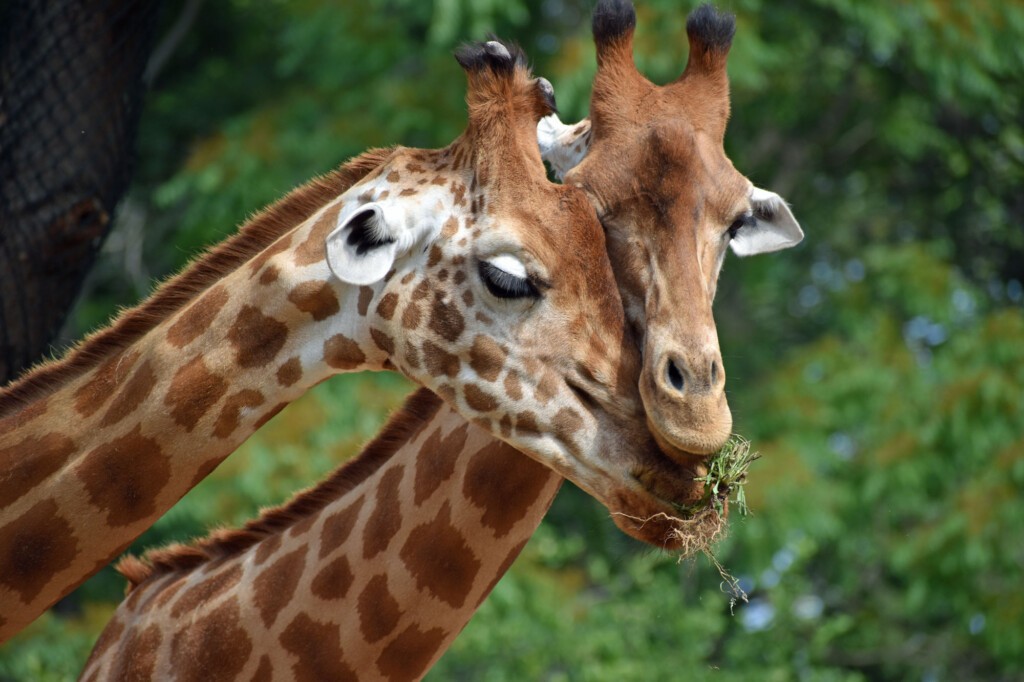 Zwei Giraffen schmiegen die Köpfe aneinander.