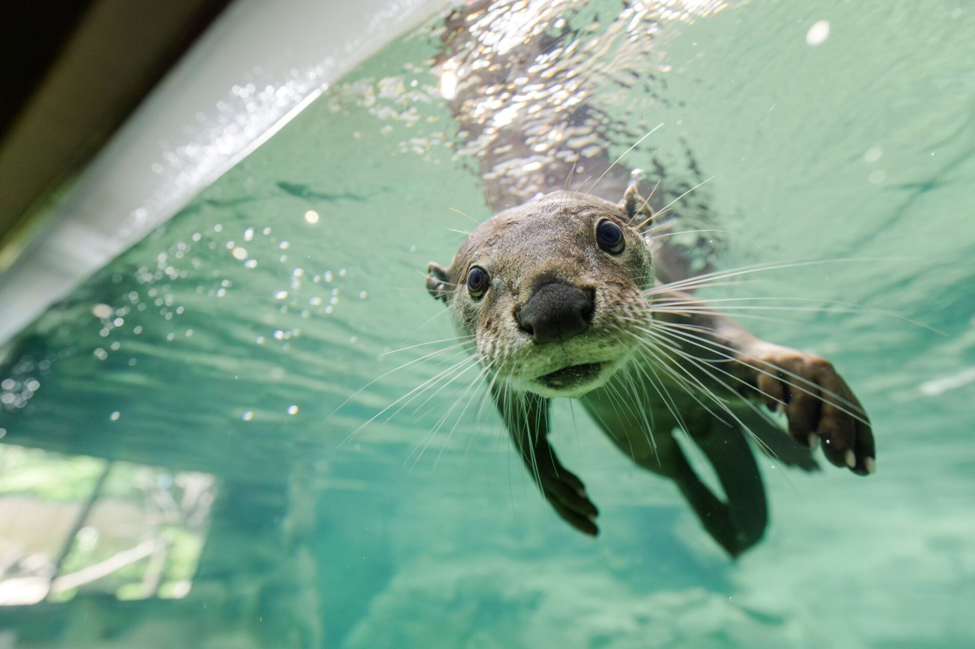 Glattotter taucht im Wasser.