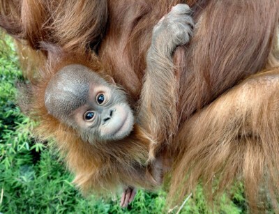 Orang-Utan Jungtier Daria.