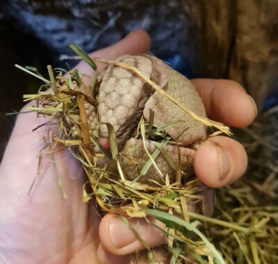 Kugelgürteltier-Jungtier