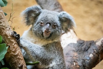 Koala