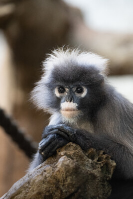 Brillenlangur (Foto: Illuminationsdesign) Brillenlangur