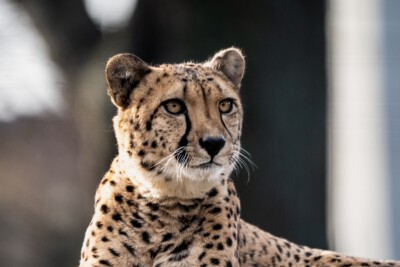 Gepard - Illuminationsdesign 2024