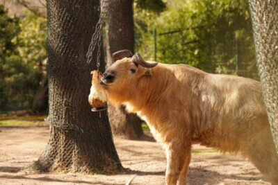 Goldtakin - Zoo Dresden 2025 - Kerstin Eckart