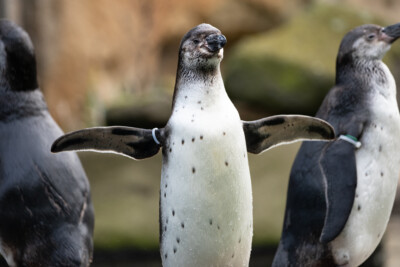 Humboldt-Pinguin - Illuminationsdesign