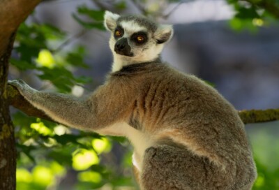 Katta-Illuminationsdesign 2025