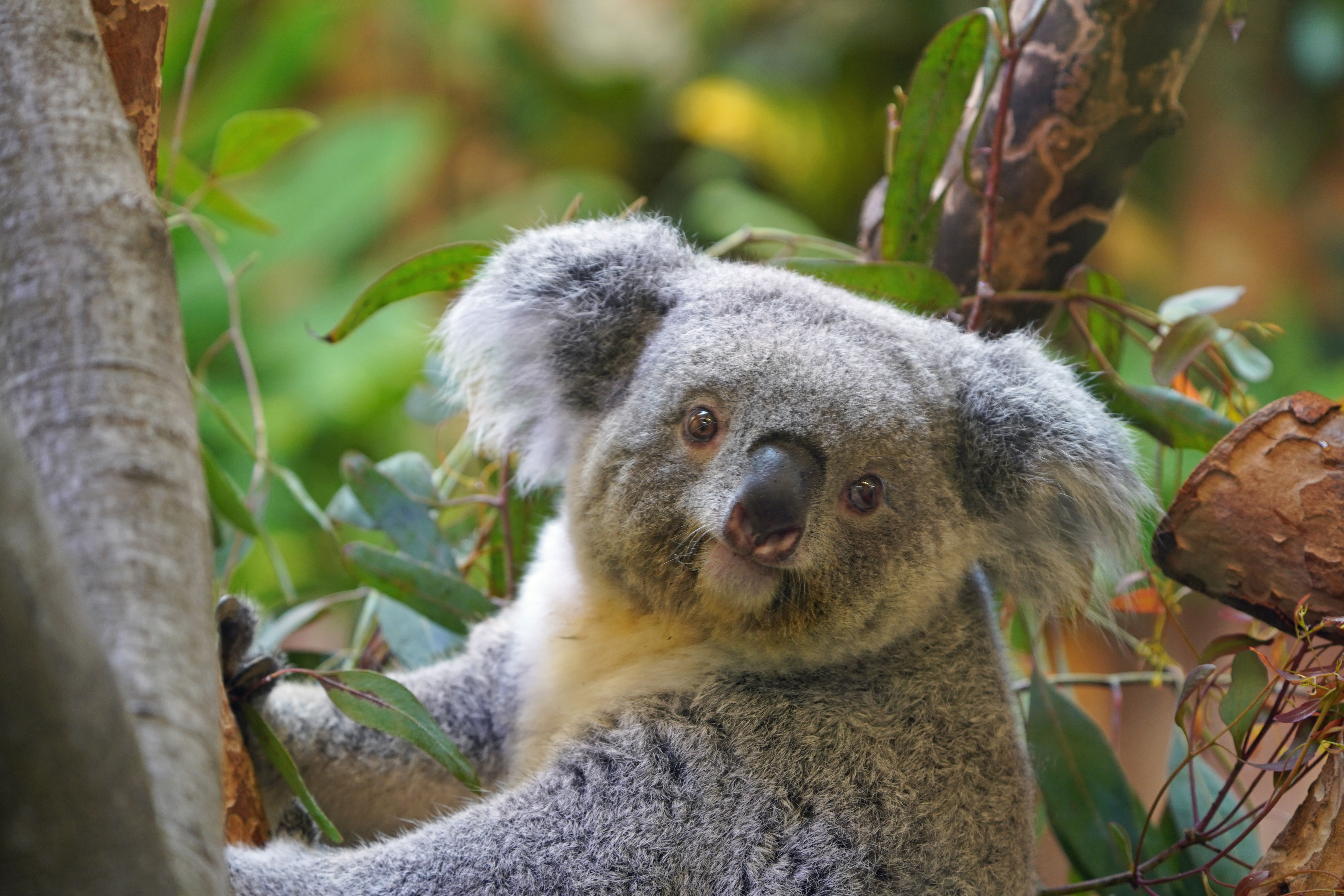 Koala Eerin