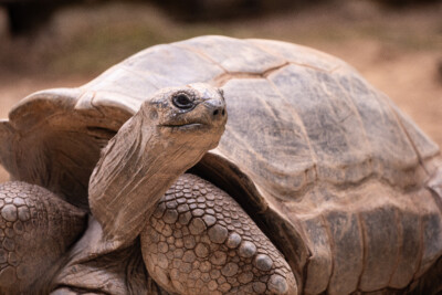 Risenschildkröte Hugo Orang-Utan-Haus - Illuminationsdesign