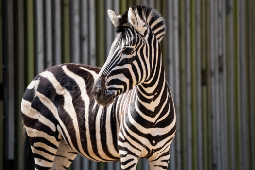 Zebra- Illuminationsdesign 2024