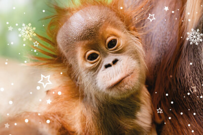 Orang-Utan Jungtier Daria