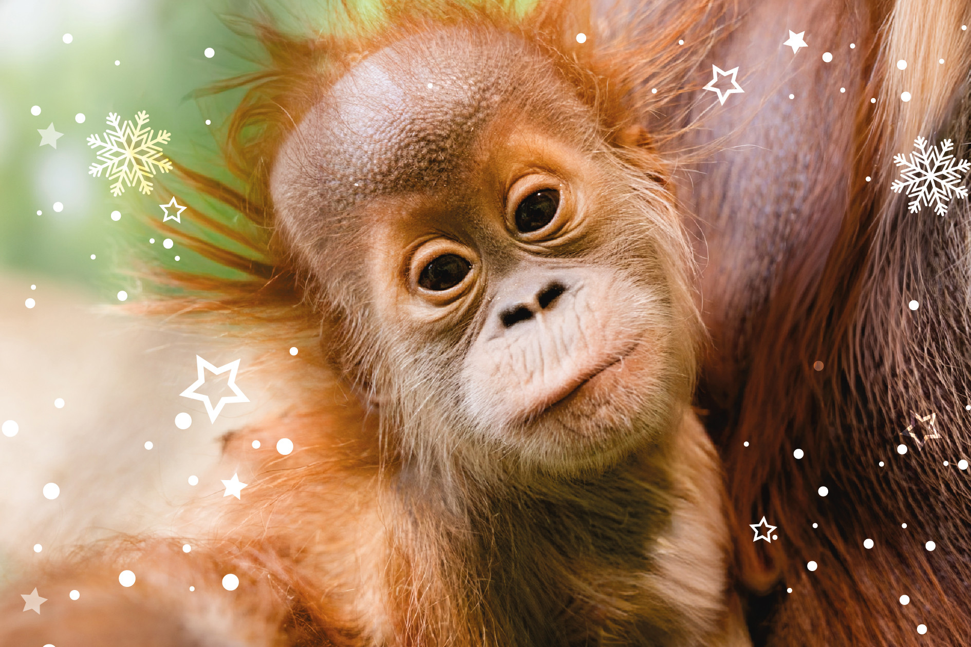 Orang-Utan Jungtier Daria