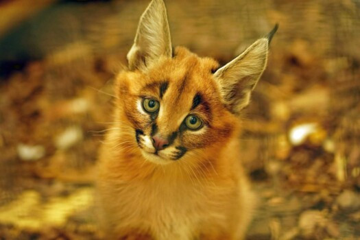 Karakal-Jungtier Karlos