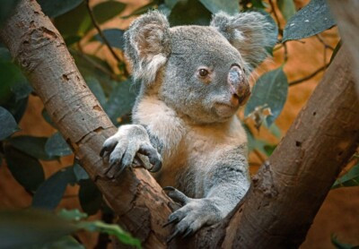 Koala Mullaya