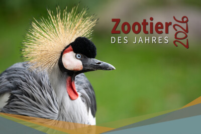 Der Kronenkranich ist das Zootier des Jahres 2026