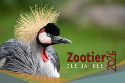 Der Kronenkranich ist das Zootier des Jahres 2026