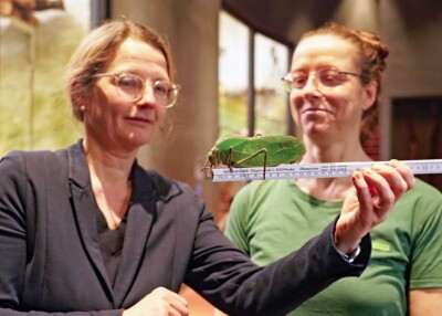 Messen einer Riesenblattschrecke mit Zoo-Aufsichtsratsvorsitzenden Annekatrin Klepsch und Tierpflegerin Steffi Silbermann
