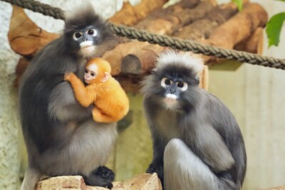 Brillenlanguren mit Nachwuchs