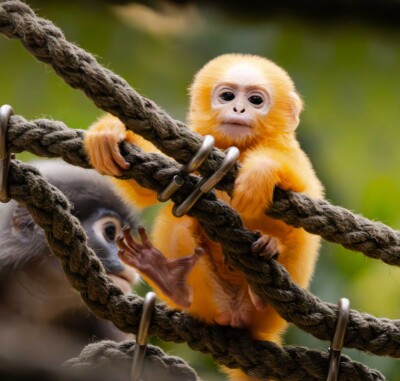 Brillenlanguren-Nachwuchs Ida