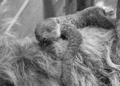 Faultier-Nachwuchs verstorben (Foto: Olaf Lohnitz) Faultier-Nachwuchs verstorben