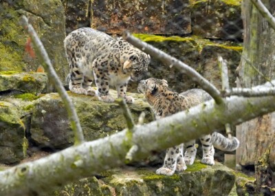 Schneeleoparden Bataar und Istari
