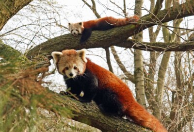 Kleine Pandas: Jackie (vorn) und Shan (hinten)
