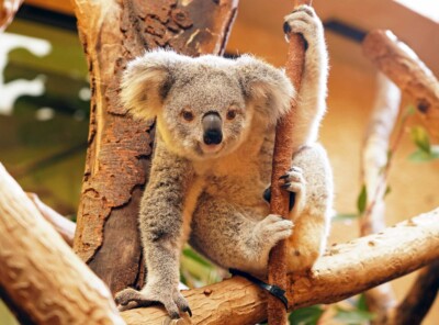 Koala Kiri