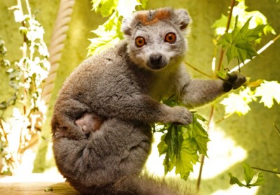Kronenmaki Amalia mit Jungtier