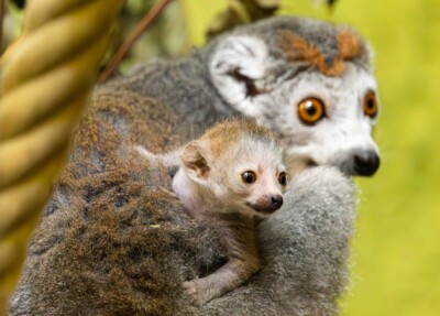 Kronenmaki-Nachwuchs