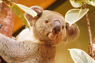 Koala Kamaroo