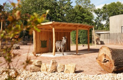 Erweiterung der Giraffen- und Zebraanlage