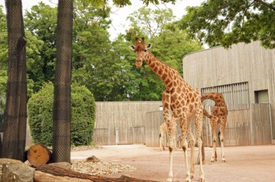 Erweiterung der Giraffen und Zebraaanlage