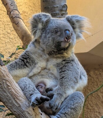 Koala-Weibchen Eerin mit Jungtier im Beutel